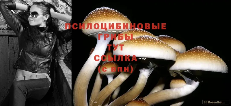 Псилоцибиновые грибы Psilocybine cubensis  как найти закладки  Снежинск 